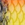 0001_Savage_Gear_4D_Line_Thru_Roach_18_cm_[Golden_Ambulance].jpg